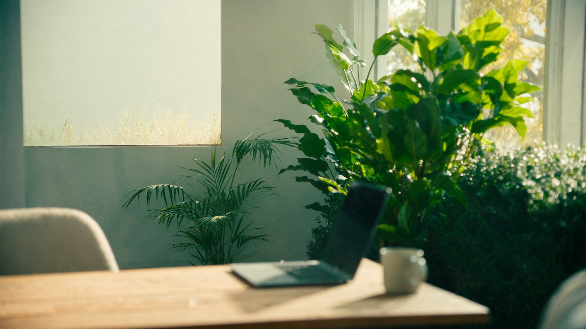 A calm, plant-filled home workspace bathed in warm morning light
